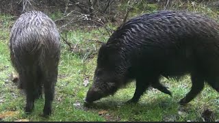 Tres jabalíes Sus scrofa atraviesan el sendero mientras rastrean en busca de alimento 497 [upl. by Irwin]