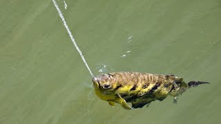 Amazing Archerfish A Fish That Spits With Perfect Aim [upl. by Earazed]