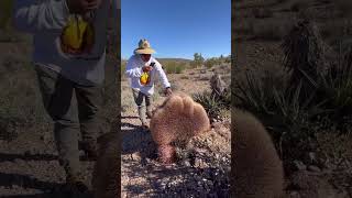 Crested cactus in the Mojave Ferocactus acanthodes polycephalus [upl. by Cobby]