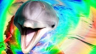 Scientist Gives Dolphins LSD [upl. by Dicks976]