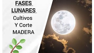 INFLUENCIA DE LA LUNA en los CULTIVOS y al momento de CORTAR MADERA vidaenelcampo luna cultivos [upl. by Estes]