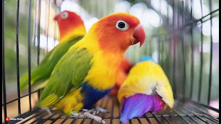 Lovebird Mutations Blue Lutino and Pied Breeding [upl. by Llenahc91]