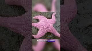 Insane Facts About Pink Starfish [upl. by Demetre]