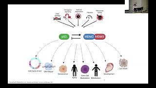 91324  Travels with the P53 Tumor Suppressor Network [upl. by Enytsuj]