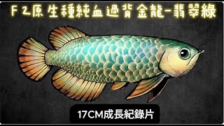 ＃002 F2原生種純血過背金龍翡翠綠（成長紀錄）（第一集Scleropages formosus Arowana  原生種過背純血 過背金龍 紅龍魚 血紅龍 翡翠藍紫底金頭過背 [upl. by Weston]