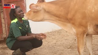 Incroyable mais vrai Elle quitte la France sinstalle au Sénégal et se lance à lélevage de bœufs [upl. by Anna]