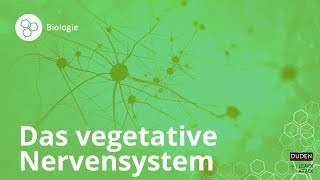 Das vegetative Nervensystem – einfach erklärt – Biologie  Duden Learnattack [upl. by Flavian398]