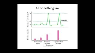 513 Neuronal Communication c PART 3 All or nothing law and saltatory conduction [upl. by Leihcar]