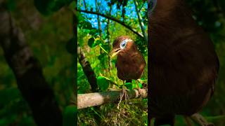 Chinese Hwamei  Garrulax canorus 🐦 shorts birds wildbirdlife babybirds nationalbird wildlife [upl. by Aia]