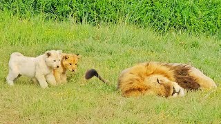 Naughty Lion Cubs Bother Dad Trying to Sleep [upl. by Nisse]