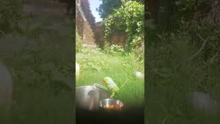 Main tota cute shortvideo viralshortvideo song parrotvideo trendingshorts [upl. by Yatnoed]