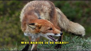 Why Rabies Is So Scary [upl. by Dnalyag]