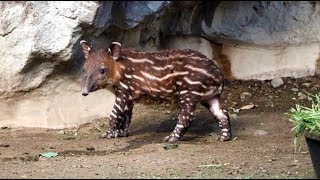 Tapir tot makes exhibit debut [upl. by Hedley]