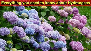 Hydrangea Care Guide  How to Plant Grow amp Care for Hydrangeas in the Garden  Hydrangea Tips [upl. by Aicena]