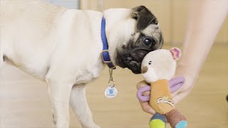 How to Teach Your Dog a Drop  The Battersea Way [upl. by Ebbarta]