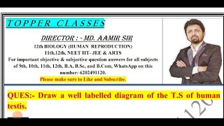 Draw a well labelled diagram of the TS of human testis  aamir sir patna [upl. by Yllier]