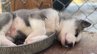 Puppy Video 8 Week Old SIBERIAN HUSKY Puppies Playing and Eating with their Mom Puppy Dog Pals [upl. by Saum]