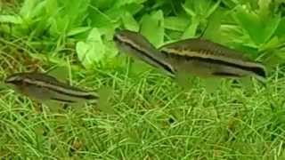 Reproduction  Breeding Corydoras Pygmaeus Pygmé Pygmy [upl. by Hehre]