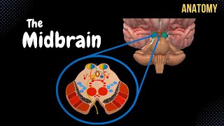 Mesencephalon Midbrain  External amp Internal structures  QUIZ  Anatomy [upl. by Namus813]