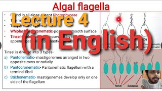 Algae Lecture 4  Algal Flagella [upl. by Buckingham]