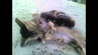 cat slaughter rat WHAT CATS SHOULD DO [upl. by Etireugram968]