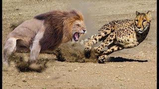 SADISS  SINGA LION VS MACAN TUTUL CHEETAH [upl. by Naxela67]