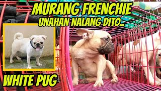 MERON BUDGET FRENCHIE AT PUG NGAYUN TOY POODLE FEMALE PA [upl. by Anawyt]