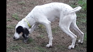 Chasse du lièvre aux chiens courants [upl. by Wing]