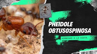 Pheidole obtusospinosa [upl. by Philippe277]