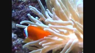 amphiprion frenatus [upl. by Sall713]