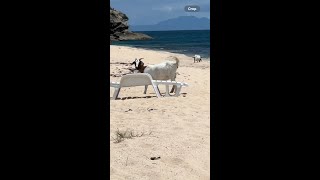 What The BLEAT are these GOATS 🐐 doing on the Beach 🏝️ [upl. by Nalyk]