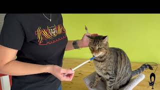 Teach Your Cat to Use A Pill Popper Positively and Willingly [upl. by Apthorp]