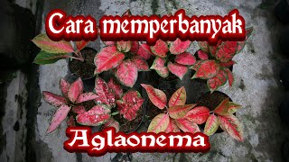 Cara Memperbanyak Aglaonema dengan stek tanpa bongkar mediaAde Aryzona [upl. by Remos433]