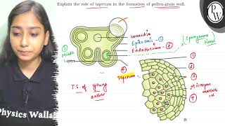 Explain the role of tapetum in the formation of pollengrain wall IV [upl. by Auhsot]