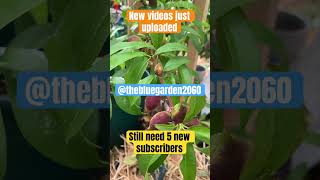 How to plant nectarine in pots gardencompost fertilizer soil garden bestgarden gardening gard [upl. by Aliuqehs]