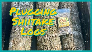 Plugging Shiitake Logs [upl. by Ettereve936]