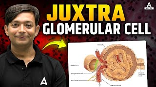 JG Cells amp Kidney Regulation  Juxtaglomerular Cells Explained for NEET 2025  5Minute Series [upl. by Dragde]