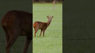 Roe Deer in Autumn Protective Father and Resting Fawn wildlife nature switzerland [upl. by Enilesoj]