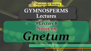 Lecture 7  Gnetum General features amp Life Cycle  Gymnosperm Lecture Notes [upl. by Frederiksen661]