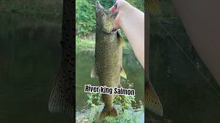 River King Salmon on Skein fish fishing salmon music countrymusic creek [upl. by Noah]