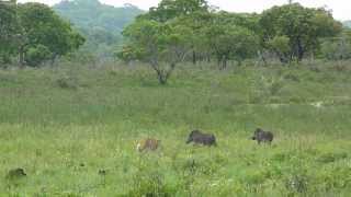 leopard hunts warthog Leopard jagt Warzenschweine [upl. by Ayhtnic225]