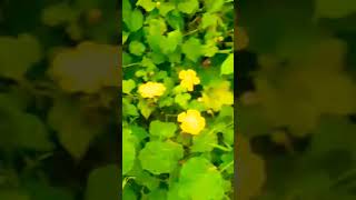 pumpkin flower Vasalile poosani pootamilsongpleaselikesharesubscribe [upl. by Eecak391]