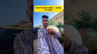 Hmari female rabbit🐇bache nhi degi😕 petlover minivlog rabbit rabbitfarming viralshort [upl. by Lilaj]