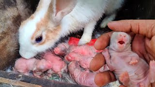 Rabbit Scream  Baby rabbit crying  Newborn rabbit screaming sound [upl. by Eniamret]