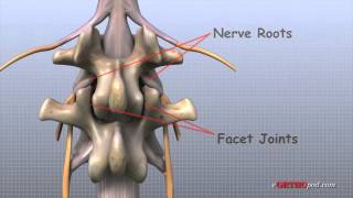 Lage Rug anatomie [upl. by Eicats]