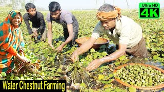 Water Chestnut Farming is a Profitable Business  How to Start Business  Water Caltrop Cultivation [upl. by Obe]