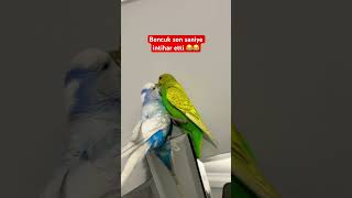 Kocaman saatin neyini paylaşamadılar acaba 😅 muhabbetkusu muhabbetkuşu cicikuş funny birds [upl. by Enimasaj]