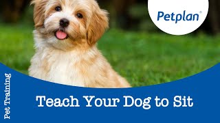 How to Train a Dog to Sit  Petplan [upl. by Johannes285]