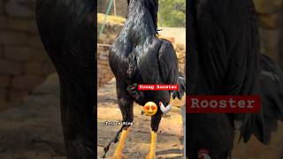 Young Rooster My Future King  Hero 🐓shorts rooster birds chicken youtubeshorts [upl. by Xever]