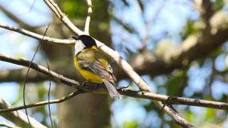 Australian Golden Whistler Call birds birdsounds [upl. by Sucramad293]